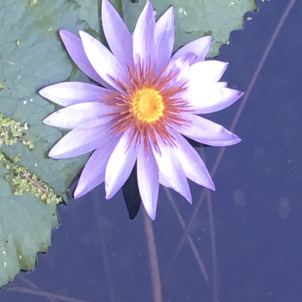 Meet your Posher, Lunabetsyluna